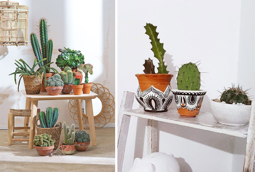 Cactus et déco : un design intemporel